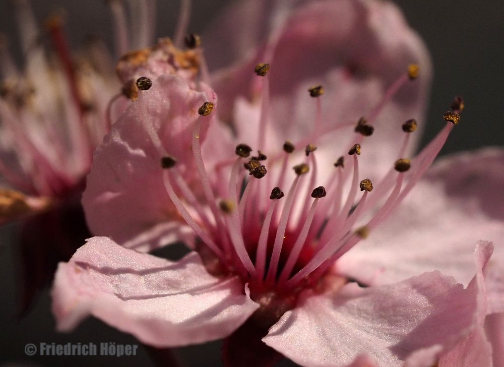 Staubgefäße einer Zierpflaumenblüte