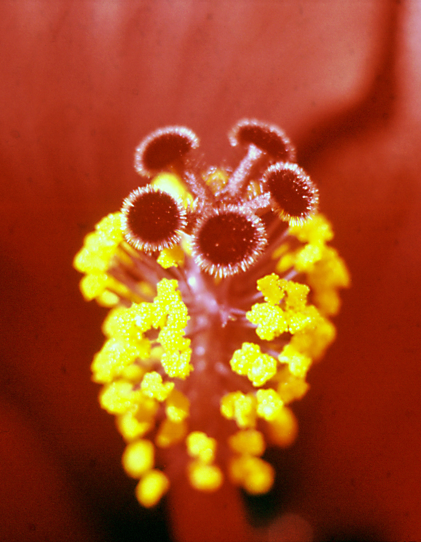 Staubgefäße und Stempel einer Hibiskusblüte