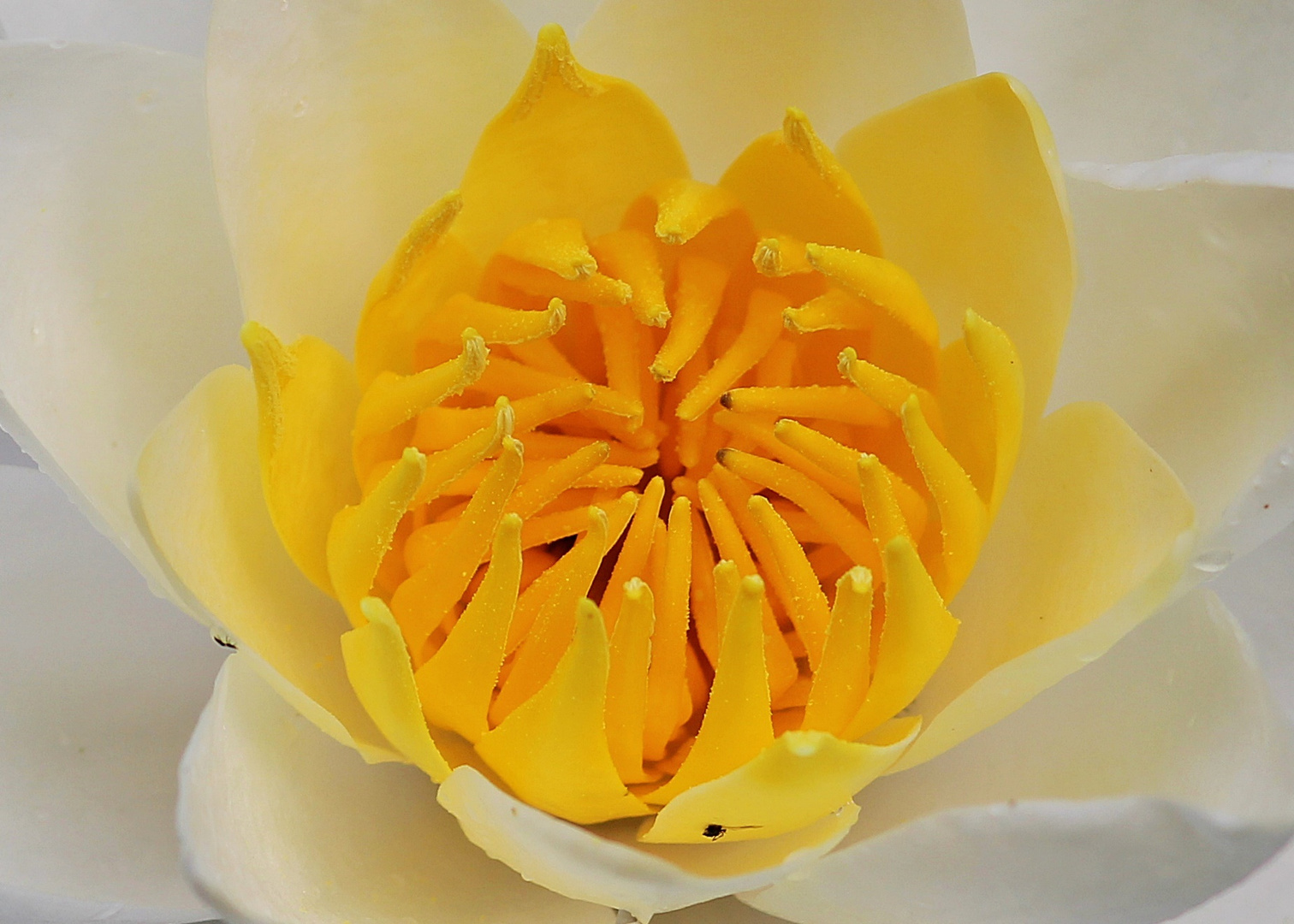 Staubgefäße von einer Seerosen-Blüte