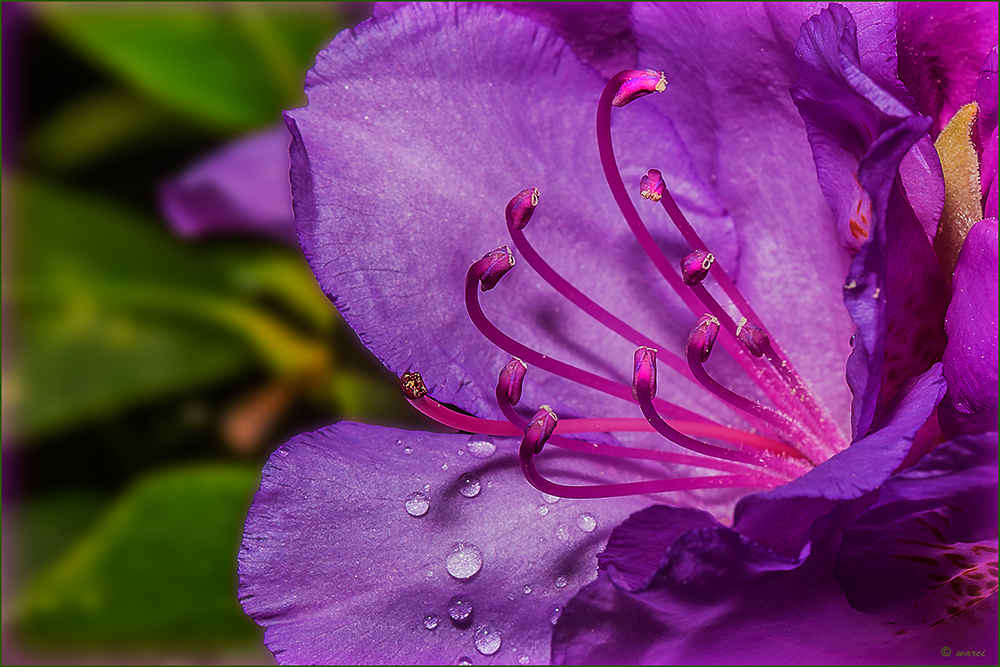 Staubgefäße von Rhododendron