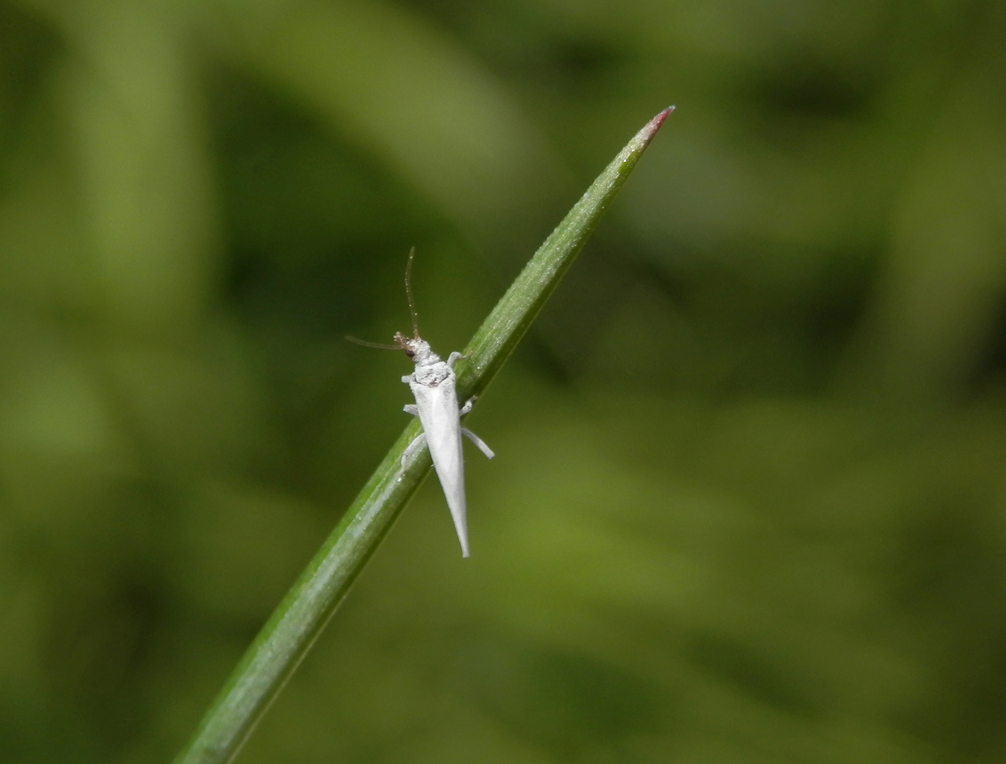 Staubhaft (Coniopteryx sp.)