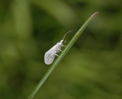 Staubhaft (Coniopteryx sp.)