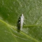 Staubhaft (vielleicht Conwentzia sp.?) auf Efeu