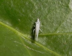 Staubhaft (vielleicht Conwentzia sp.?) auf Efeu