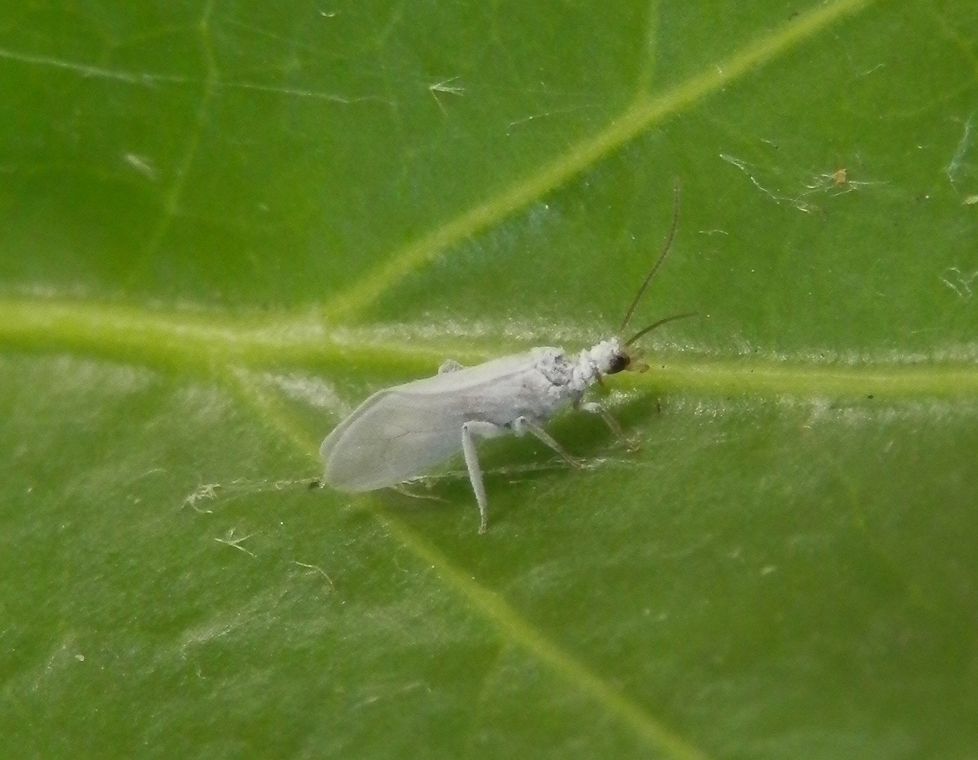 Staubhaft  (vielleicht Conwentzia sp.?) auf Efeu