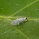 Staubhaft  (vielleicht Conwentzia sp.?) auf Efeu