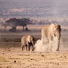 Staubige Elefanten 
