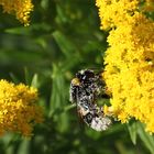 Staubige Hummel