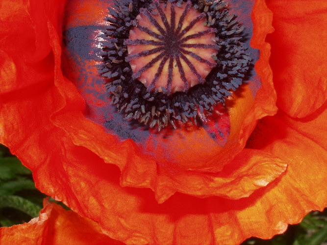 staubiger Mohn