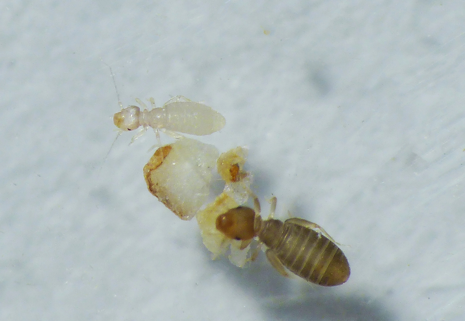 Staubläuse Liposcelis bostrychophila - Nymphe und Imago