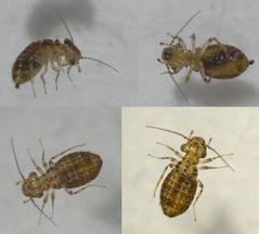 Staublaus - Cerobasis guestfalica