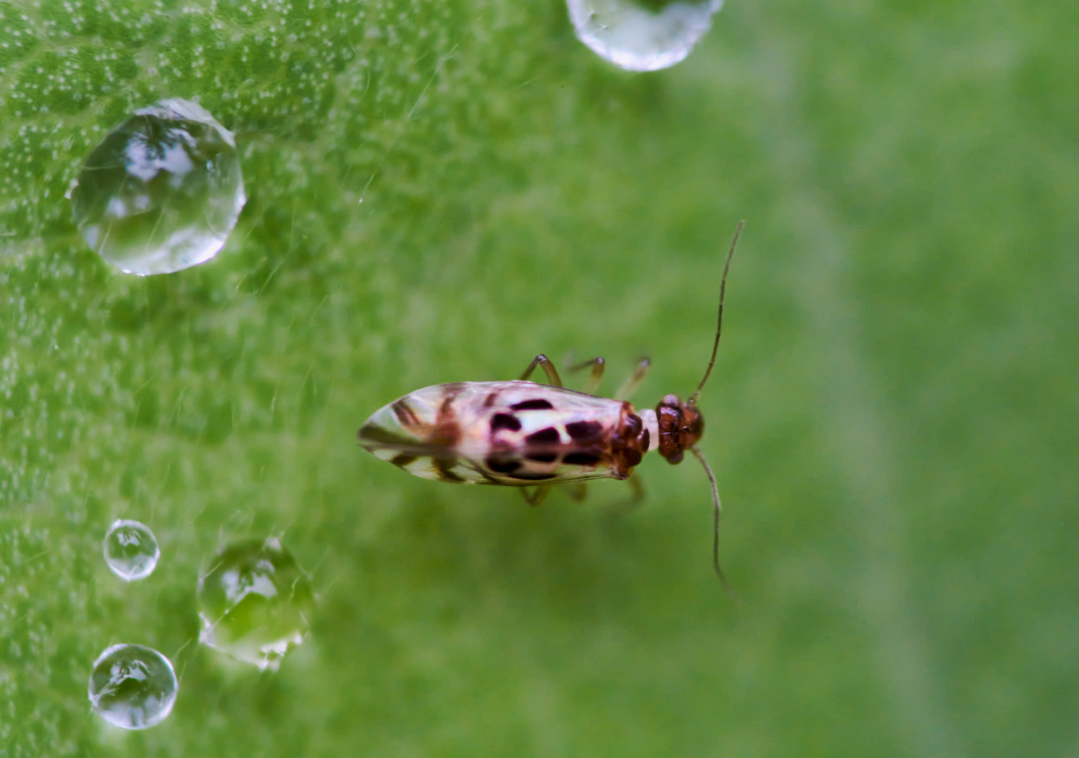 Staublaus (Graphopsocus cruciatus)