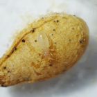 Staublaus Liposcelis bostrychophila - Nymphe