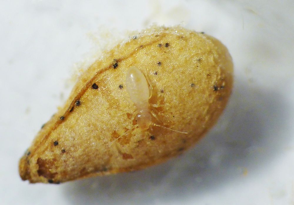 Staublaus Liposcelis bostrychophila - Nymphe