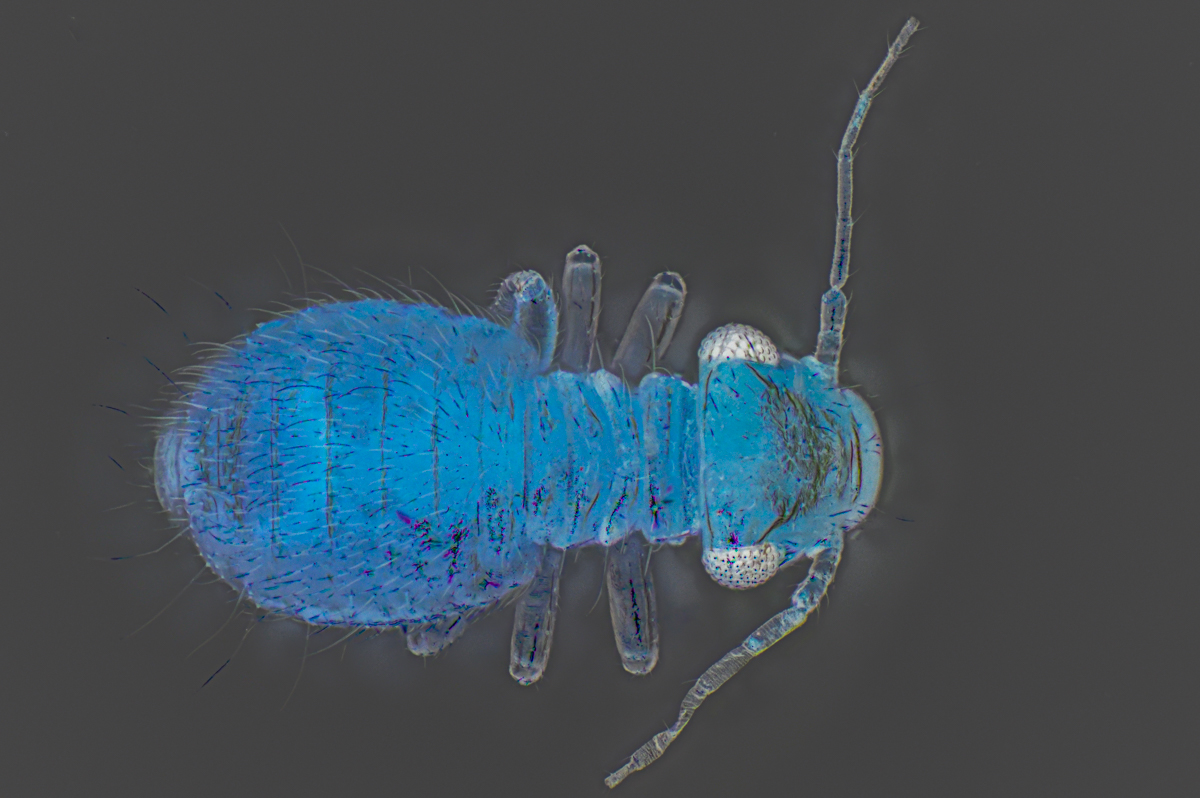 Staublaus (Psocoptera), 0.9 mm - Negativeffekt