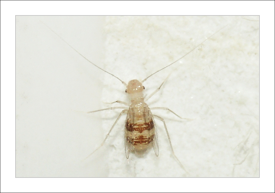 Staublaus (Psocoptera)