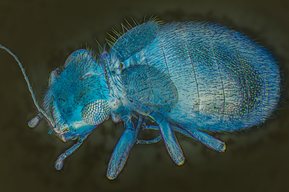 Staublaus (Psocoptera; Lepinotus patruelis), 0.8 mm, Negativeffekt