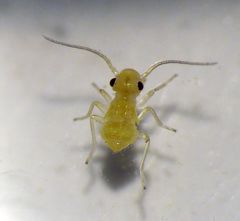 Staublaus Valenzuela flavidus - Nymphe (1 mm groß)