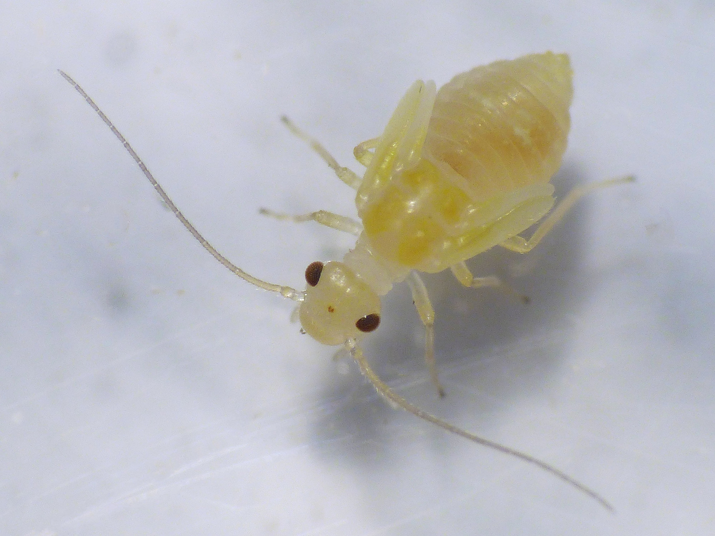 Staublaus Valenzuela flavidus - Nymphe (2 mm groß)