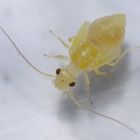 Staublaus Valenzuela flavidus - Nymphe (2 mm groß)