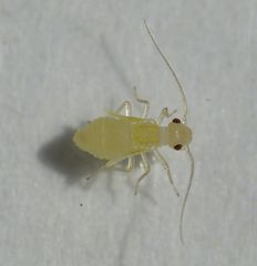 Staublaus Valenzuela flavidus - Nymphe (2,1 mm groß)