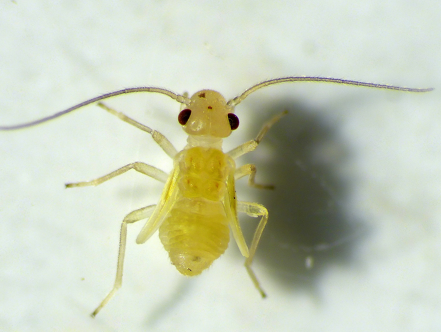 Staublaus Valenzuela flavidus - Nymphe (2,1 mm groß)