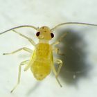 Staublaus Valenzuela flavidus - Nymphe (2,1 mm groß)