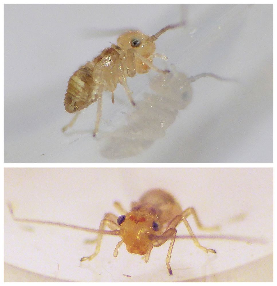 Staublaus Valenzuela flavidus Nymphe Collage Foto & Bild natur
