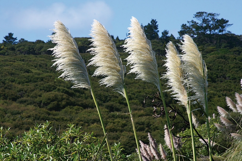 Staubwedel Foto & Bild | pflanzen, pilze & flechten, pflanzenwelt
