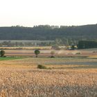 Staubwolke im Getreidefeld