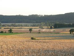 Staubwolke im Getreidefeld