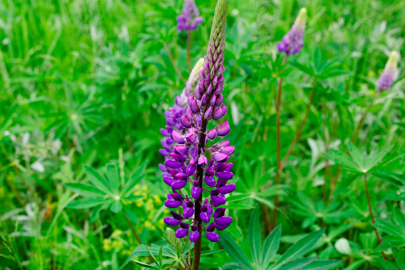Staude in lila Foto & Bild pflanzen, pilze & flechten, blüten
