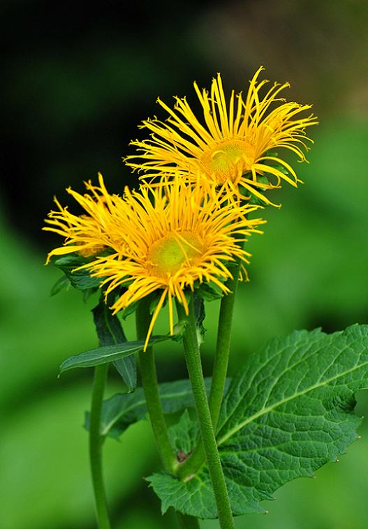 Stauden - gelbe Margerite ??