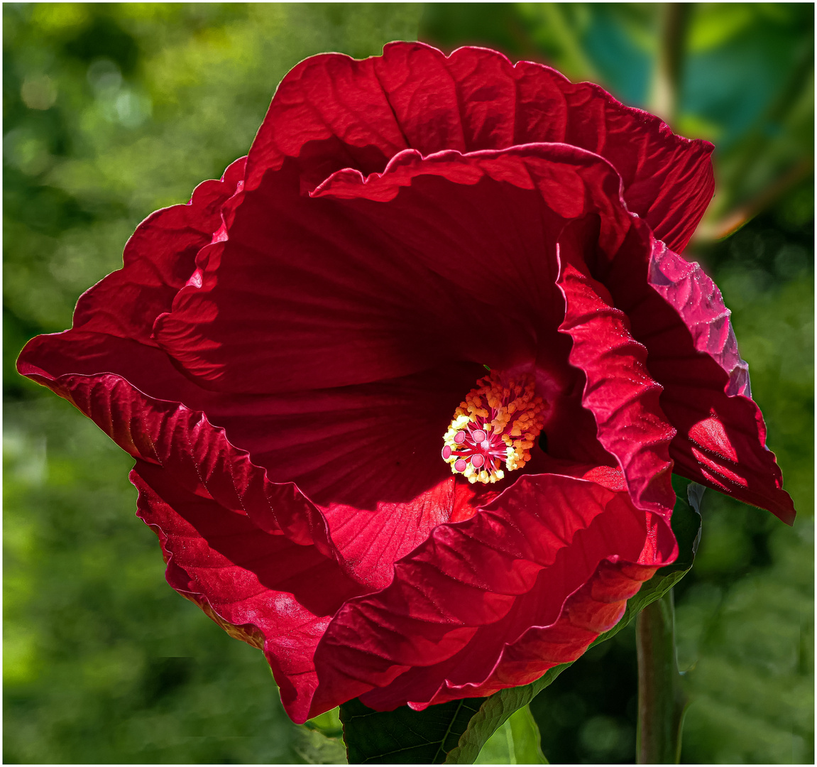 Stauden - Hibiskus