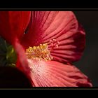 Stauden Hibiskus