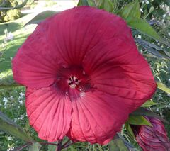 Stauden-Hibiskus Moscheutos-Hybride 'Fireball'