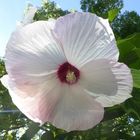 Stauden-Hibiskus Moscheutos-Hybride 'Galaxy' (2) 2000