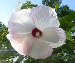 Stauden-Hibiskus Moscheutos-Hybride 'Galaxy' (2) 2000