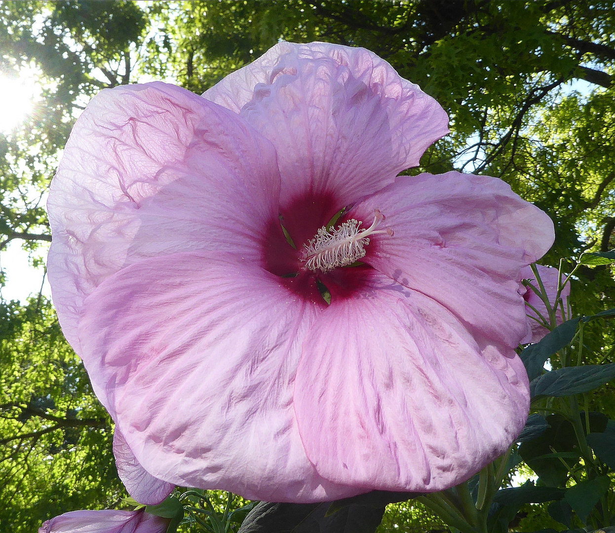 Stauden-Hibiskus Moscheutos-Hybride 'Summer Storm' 