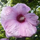 Stauden-Hibiskus Moscheutos-Hybride 'Summer Storm' 