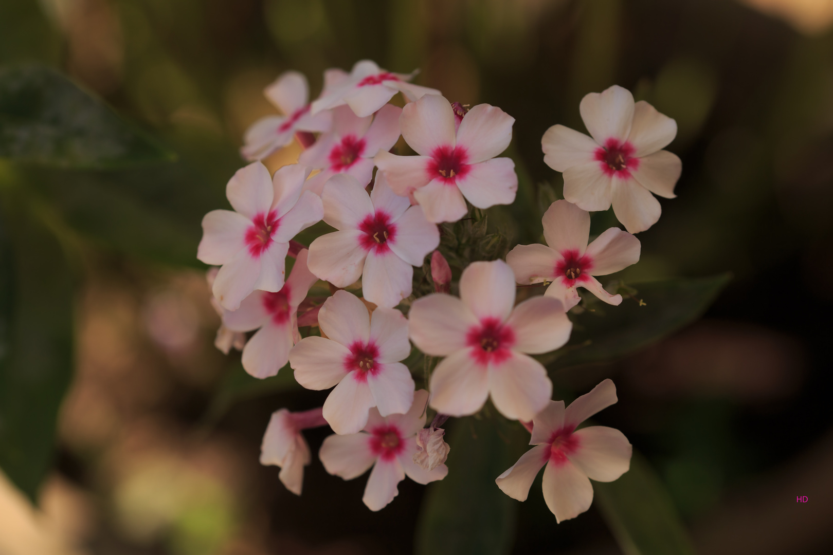 Stauden-Phlox (Phlox paniculata)