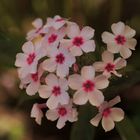 Stauden-Phlox (Phlox paniculata)