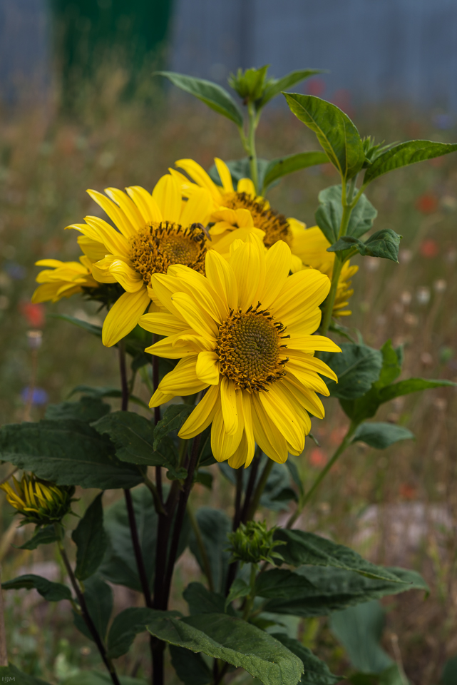 Stauden-Sonnenblume