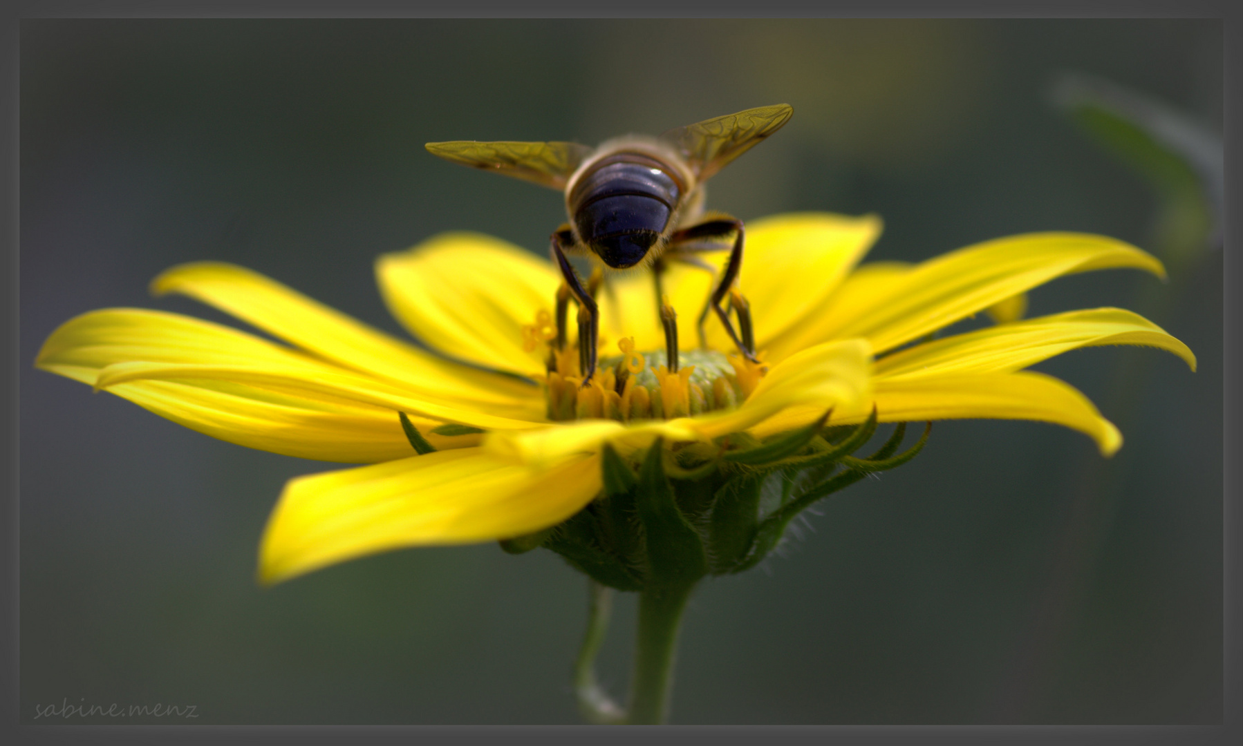 ....Stauden Sonnenblume besetzt...