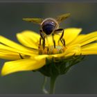 ....Stauden Sonnenblume besetzt...