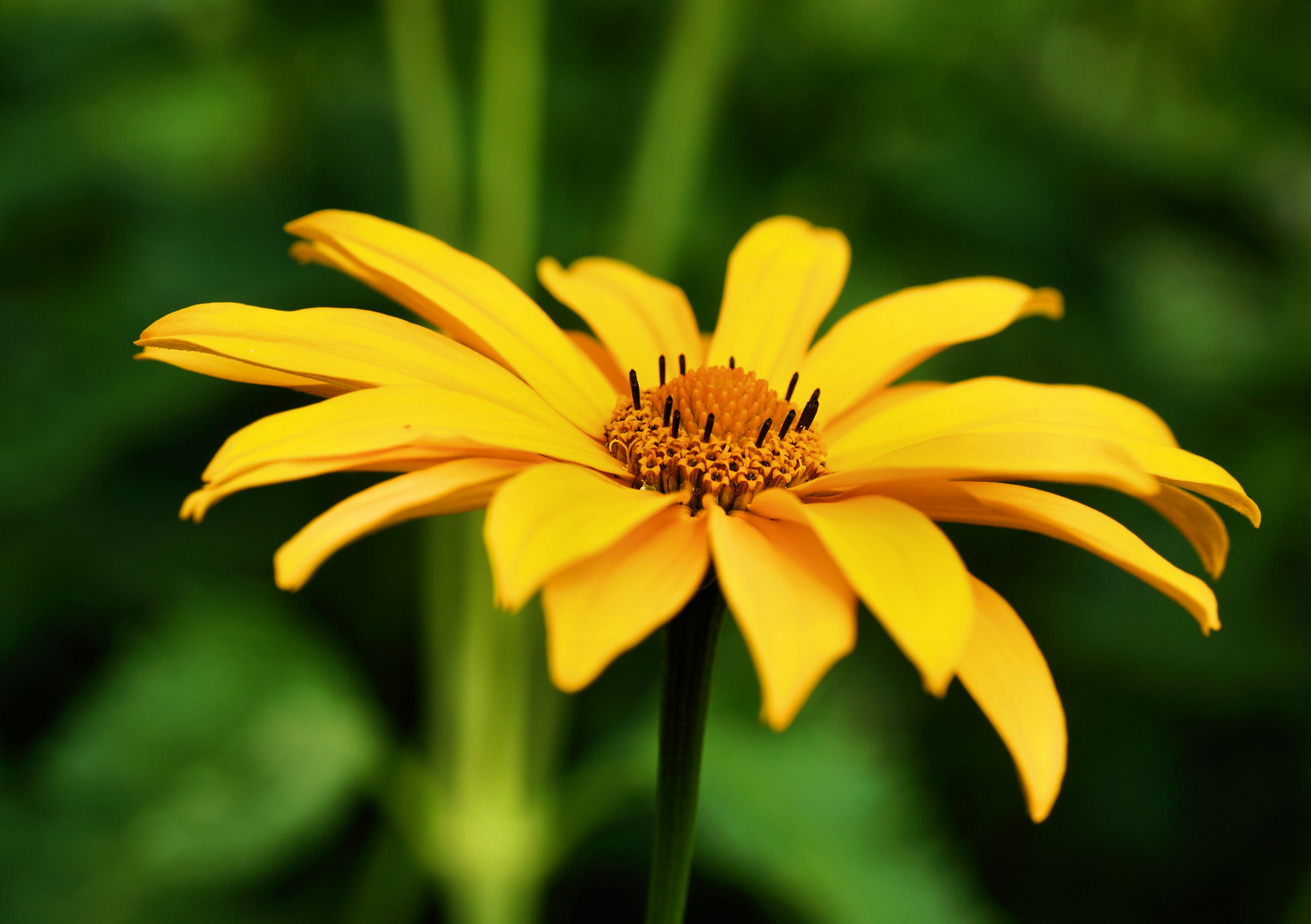 Stauden-Sonnenblume