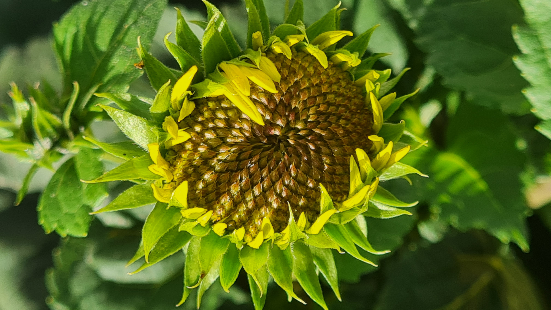 Stauden Sonnenblume - Helianthus atrorubens