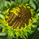 Stauden Sonnenblume - Helianthus atrorubens