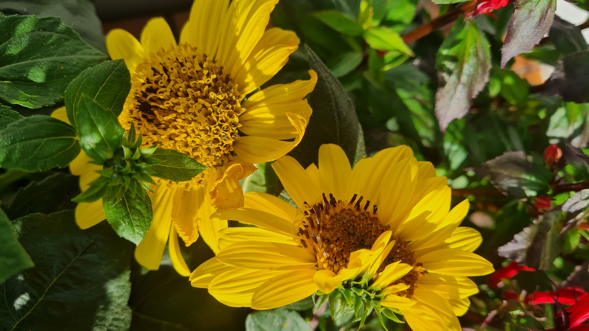 Stauden Sonnenblume - Helianthus atrorubens