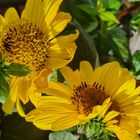 Stauden Sonnenblume - Helianthus atrorubens